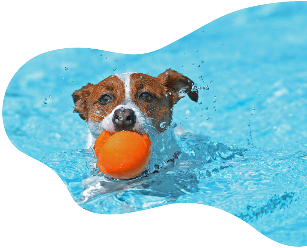 La Pet Hospital Veterinário — Pet care em Balneário Camboriú/SC