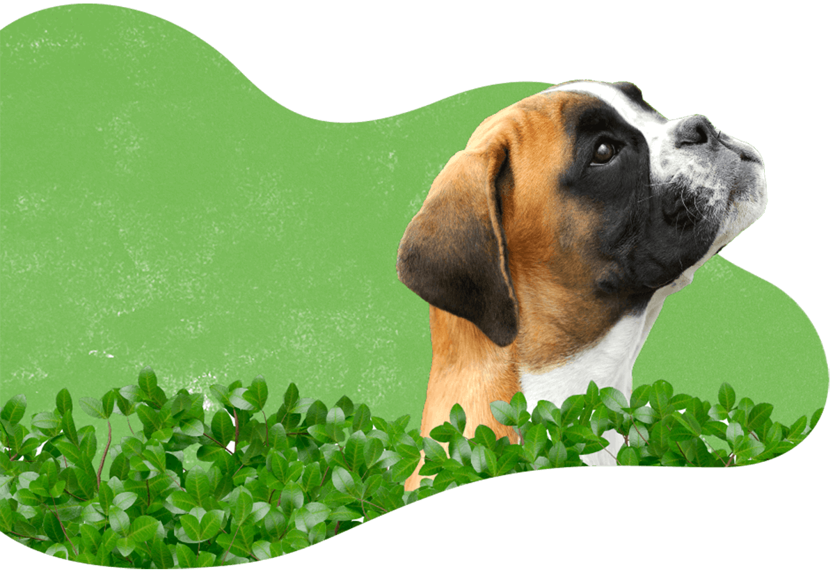 La Pet Hospital Veterinário — Pet care em Balneário Camboriú/SC