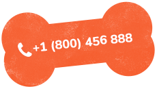 La Pet Hospital Veterinário — Pet care em Balneário Camboriú/SC