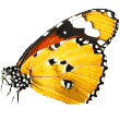 https://clinicalapet.com.br/wp-content/uploads/2019/08/butterfly.png